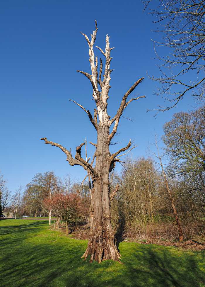 A dead Tree standing in the yard