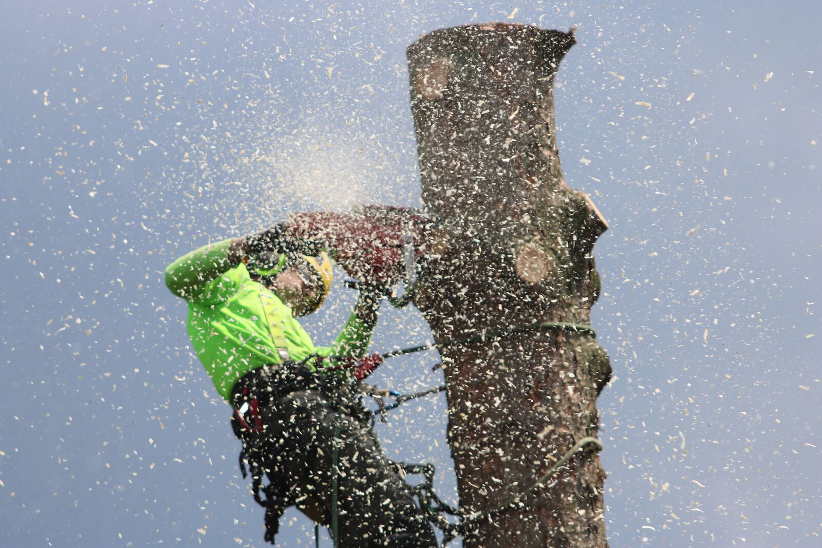 Professional arborist crew removing a large tree from a residential yard